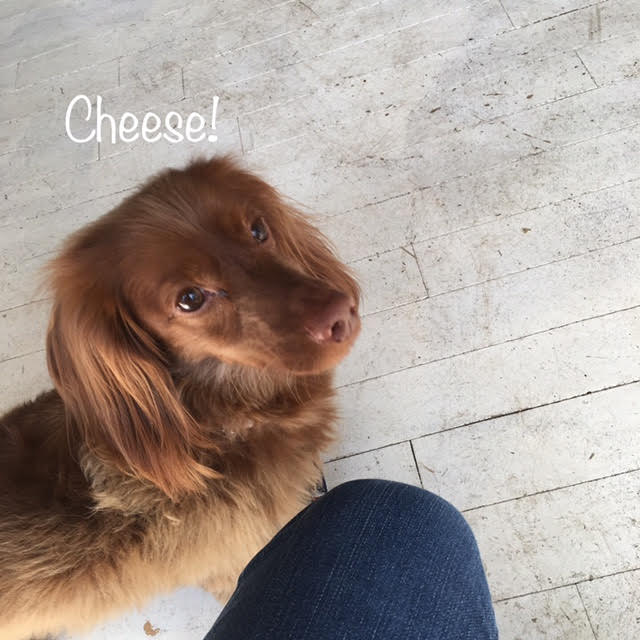 Cheese Cheese