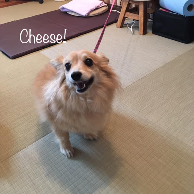 Cheese Cheese