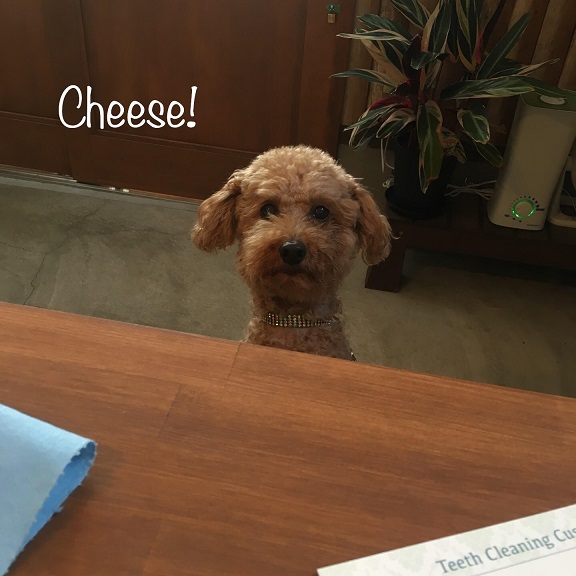 Cheese Cheese