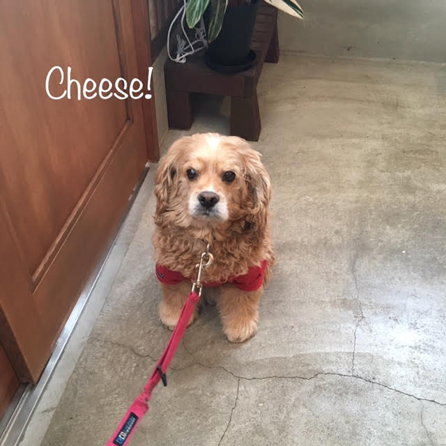 Cheese Cheese