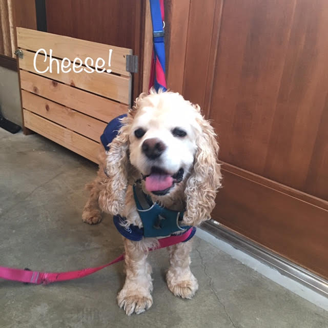 Cheese Cheese