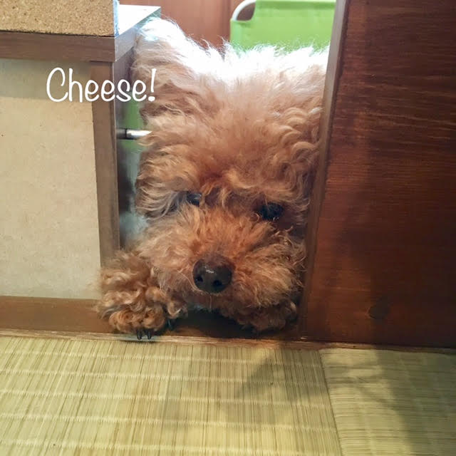 Cheese Cheese