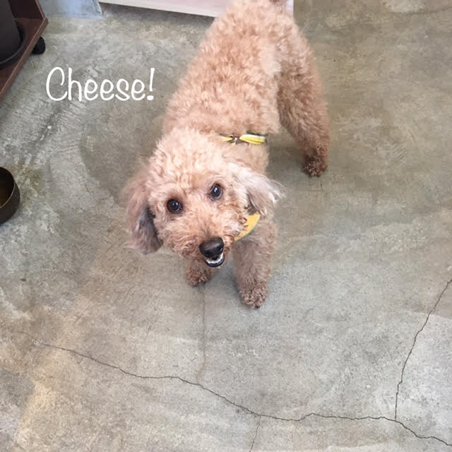 Cheese Cheese