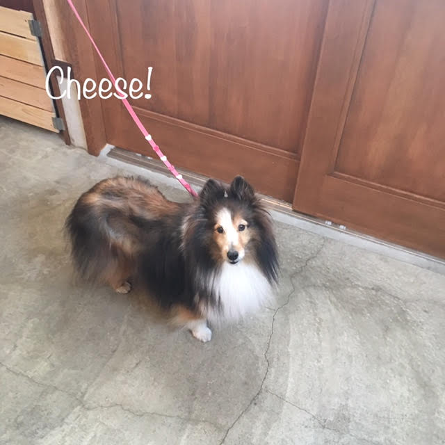 Cheese Cheese