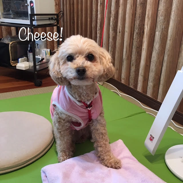 Cheese Cheese