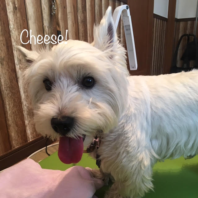 Cheese Cheese