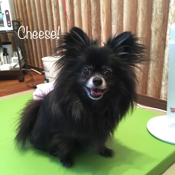 Cheese Cheese