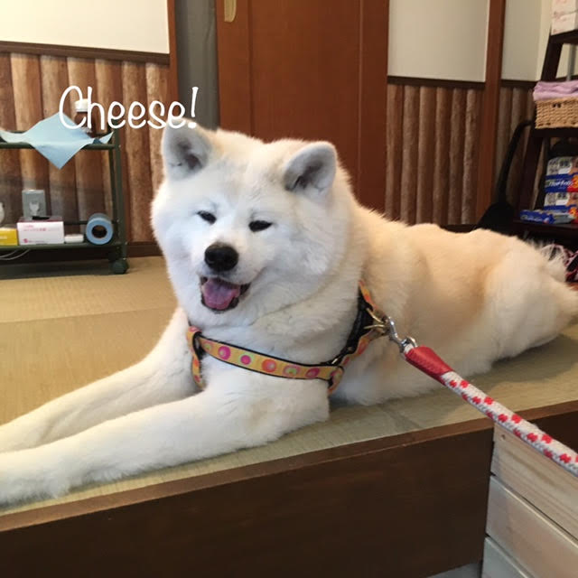 Cheese Cheese
