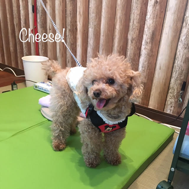 Cheese Cheese