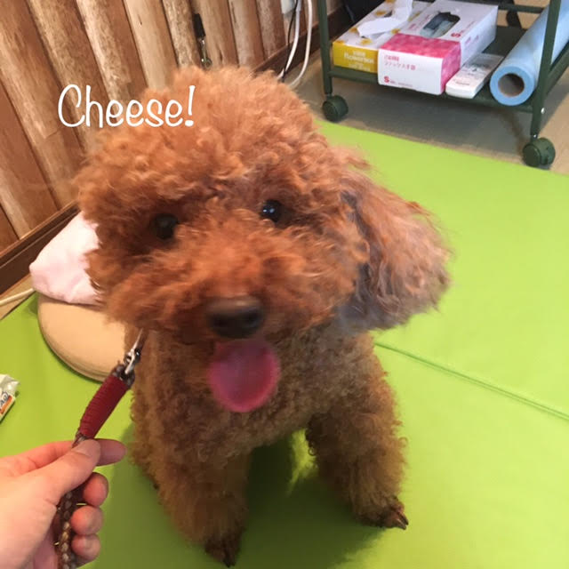 Cheese Cheese