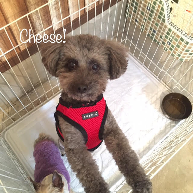 Cheese Cheese