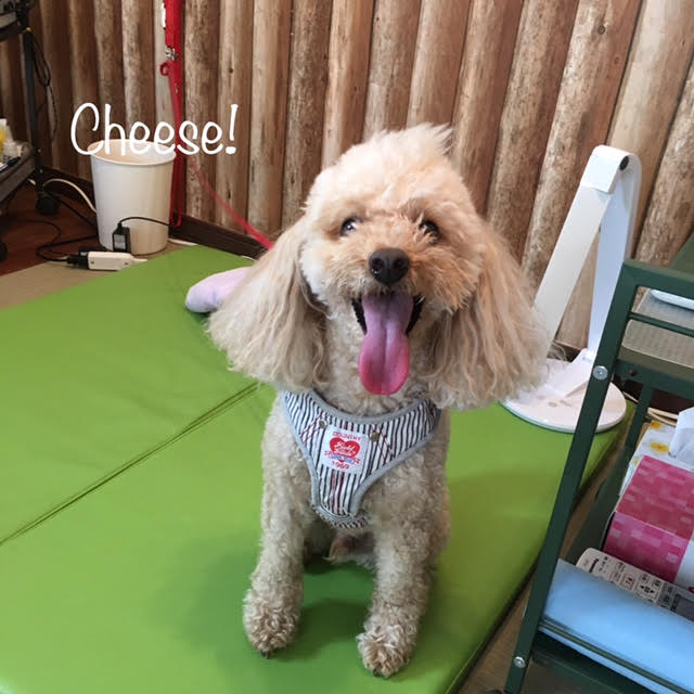 Cheese Cheese