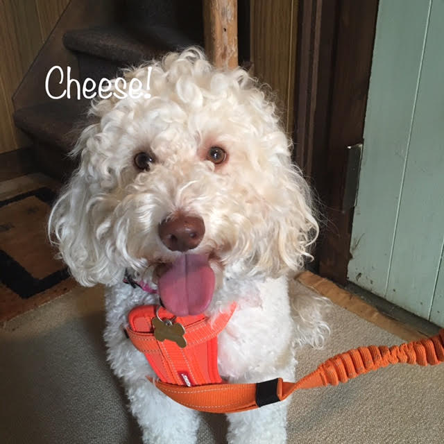 Cheese Cheese