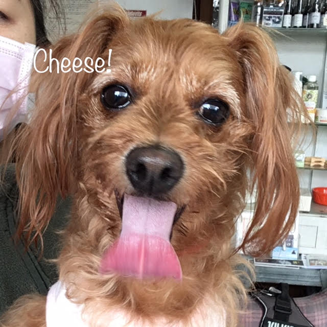 Cheese Cheese