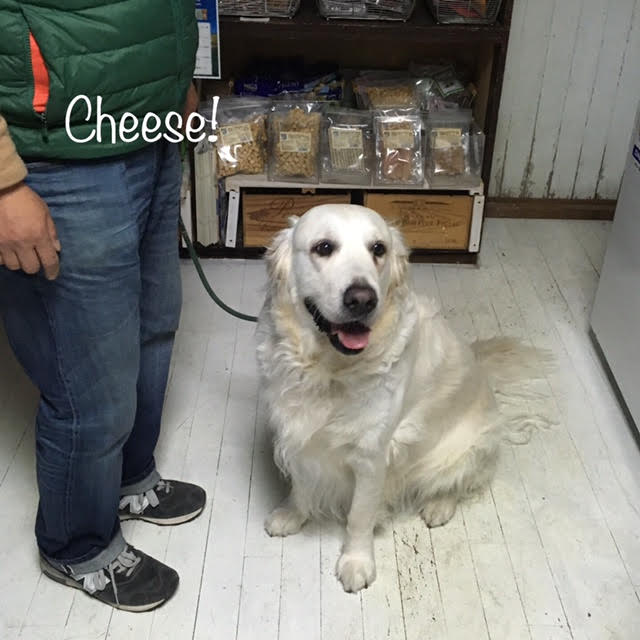 Cheese Cheese
