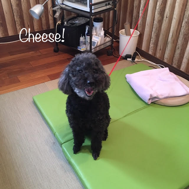 Cheese Cheese