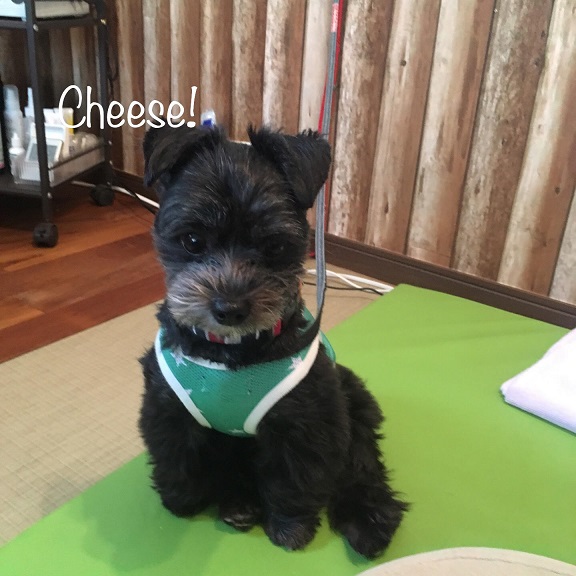 Cheese Cheese