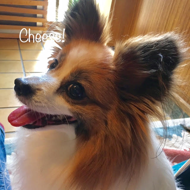 Cheese Cheese