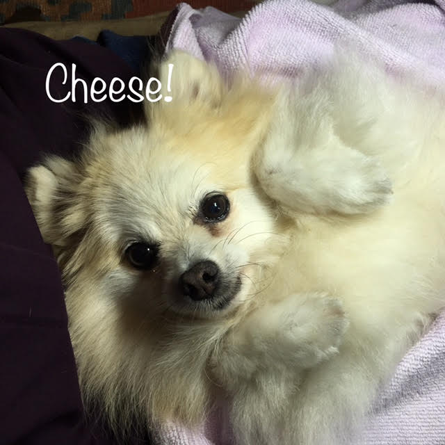 Cheese Cheese