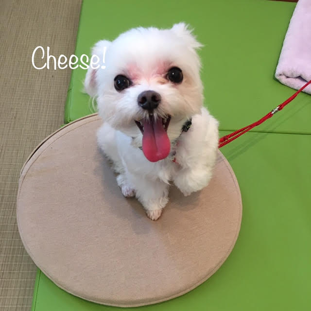 Cheese Cheese
