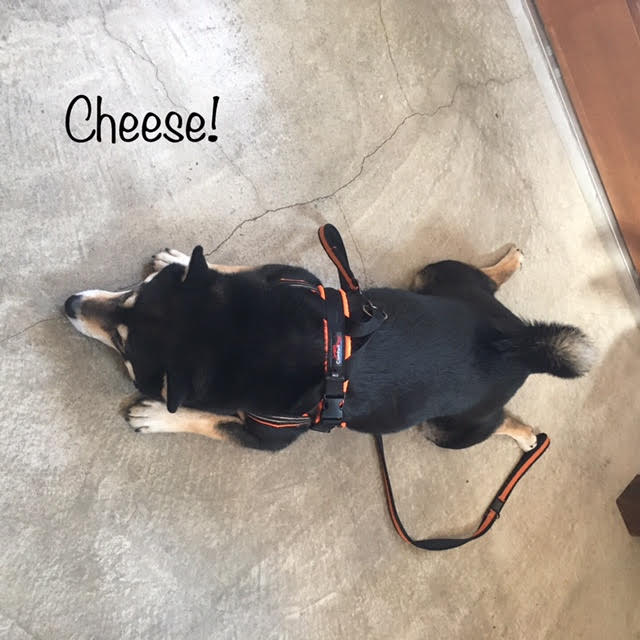 Cheese Cheese