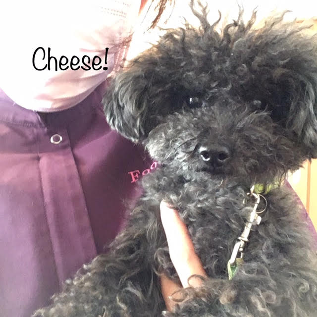 Cheese Cheese