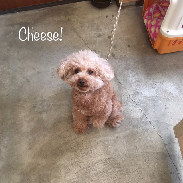 Cheese Cheese