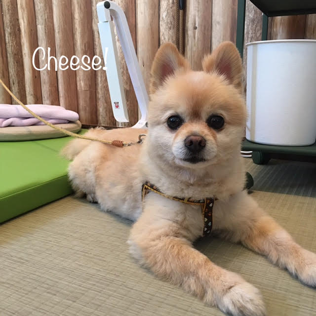 Cheese Cheese