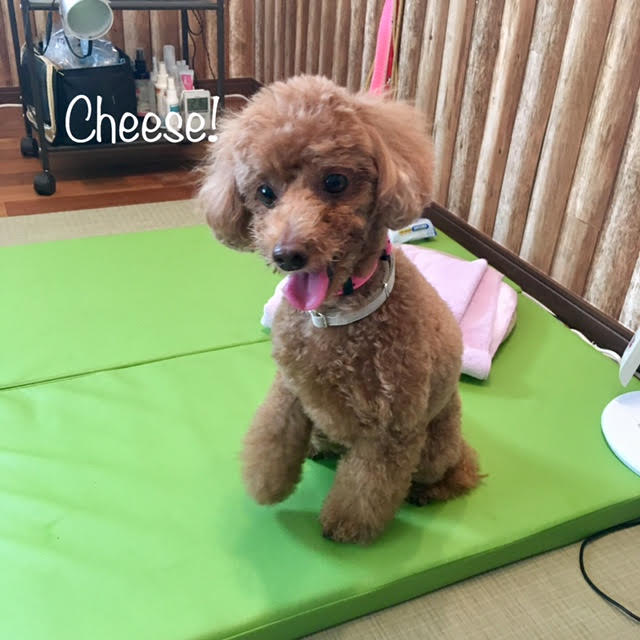 Cheese Cheese