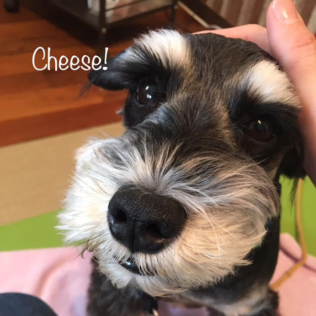 Cheese Cheese
