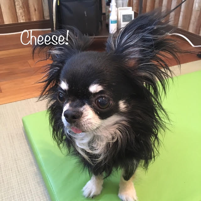 Cheese Cheese