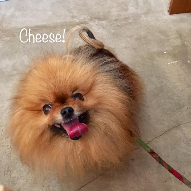 Cheese Cheese