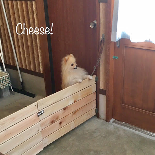 Cheese Cheese