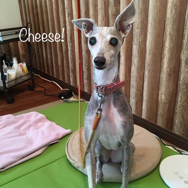 Cheese Cheese