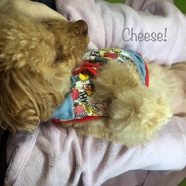 Cheese Cheese