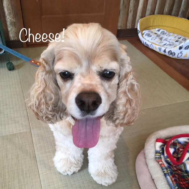 Cheese Cheese