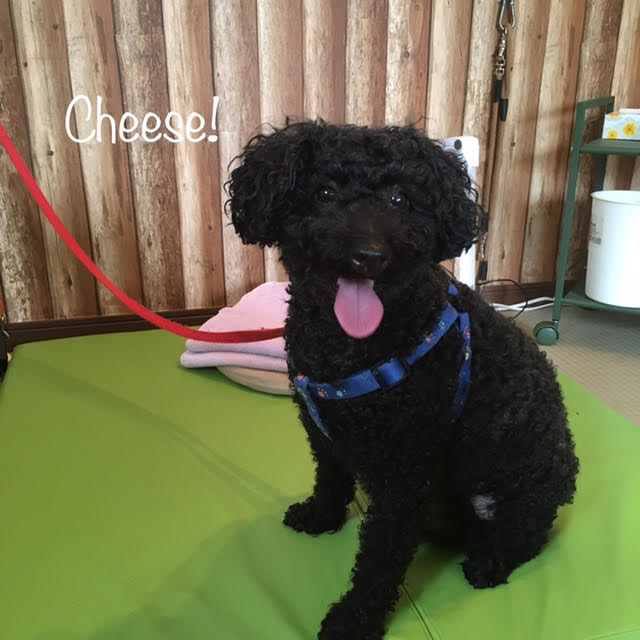 Cheese Cheese