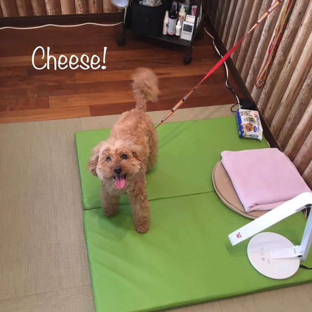 Cheese Cheese