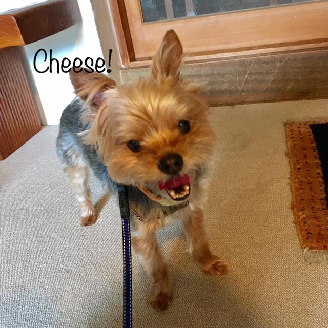 Cheese Cheese