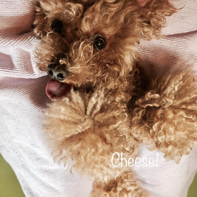 Cheese Cheese