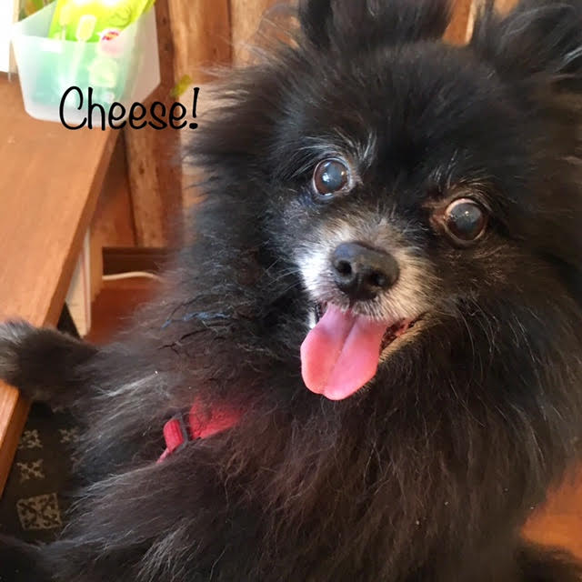 Cheese Cheese