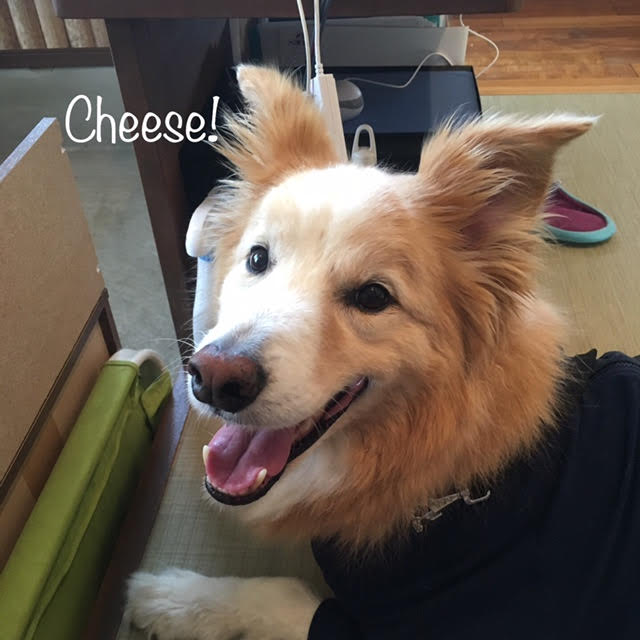 Cheese Cheese