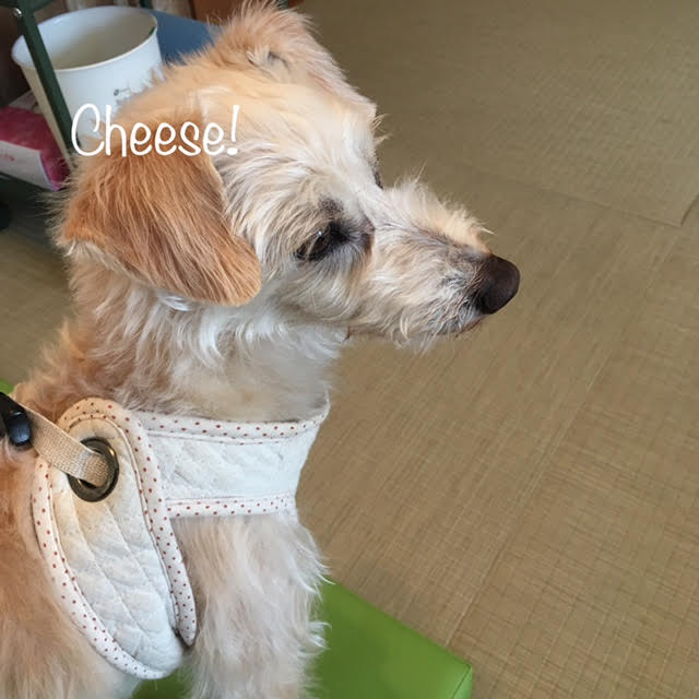 Cheese Cheese