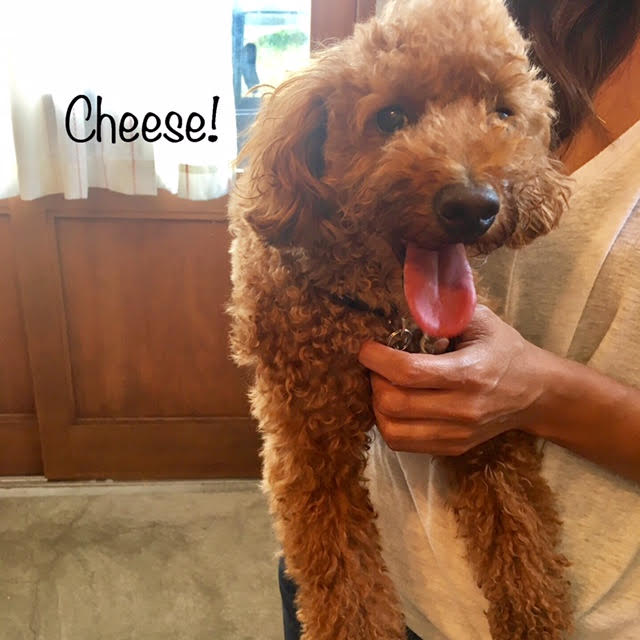 Cheese Cheese