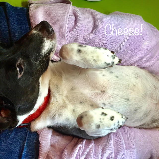 Cheese Cheese