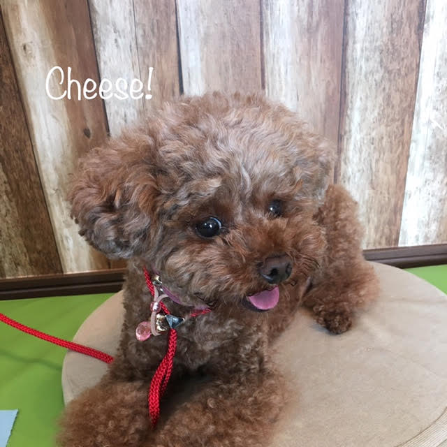 Cheese Cheese