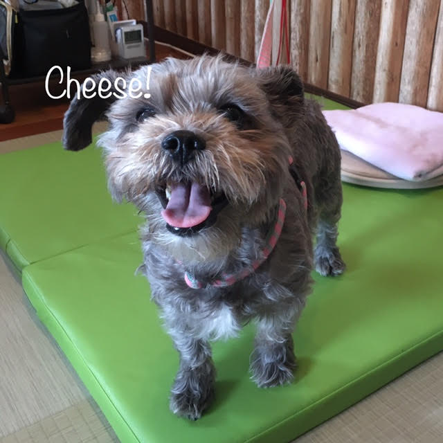 Cheese Cheese