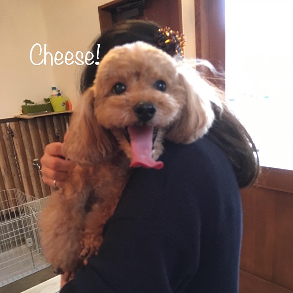 Cheese Cheese