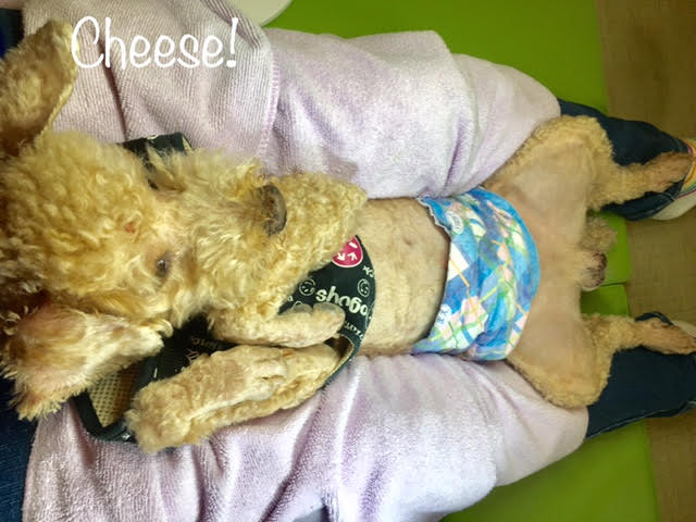 Cheese Cheese