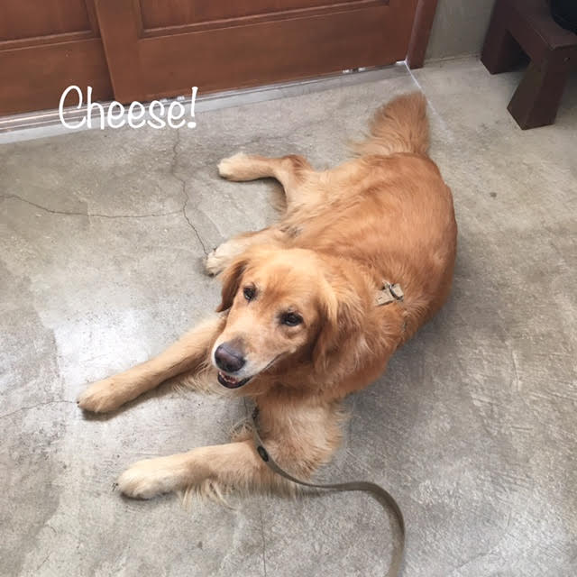 Cheese Cheese